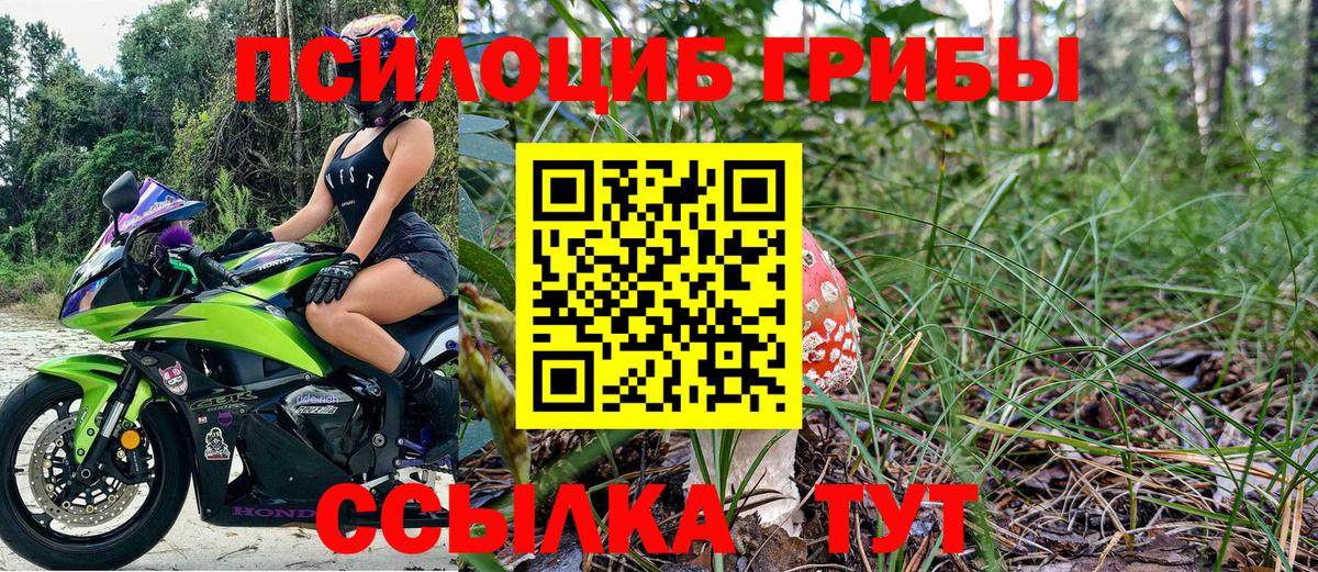 Галлюциногенные грибы Psilocybe Дятьково